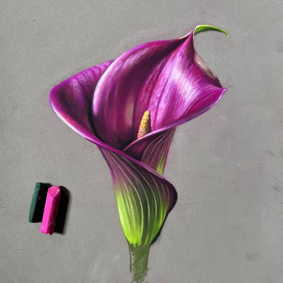 Dibujo al pastel de una cala morada con dos barras de pastel